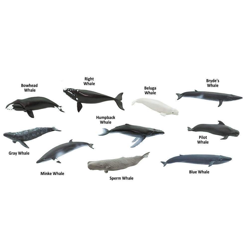 Whale TOOB®