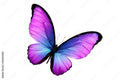 Beautiful Butterfly Party Box