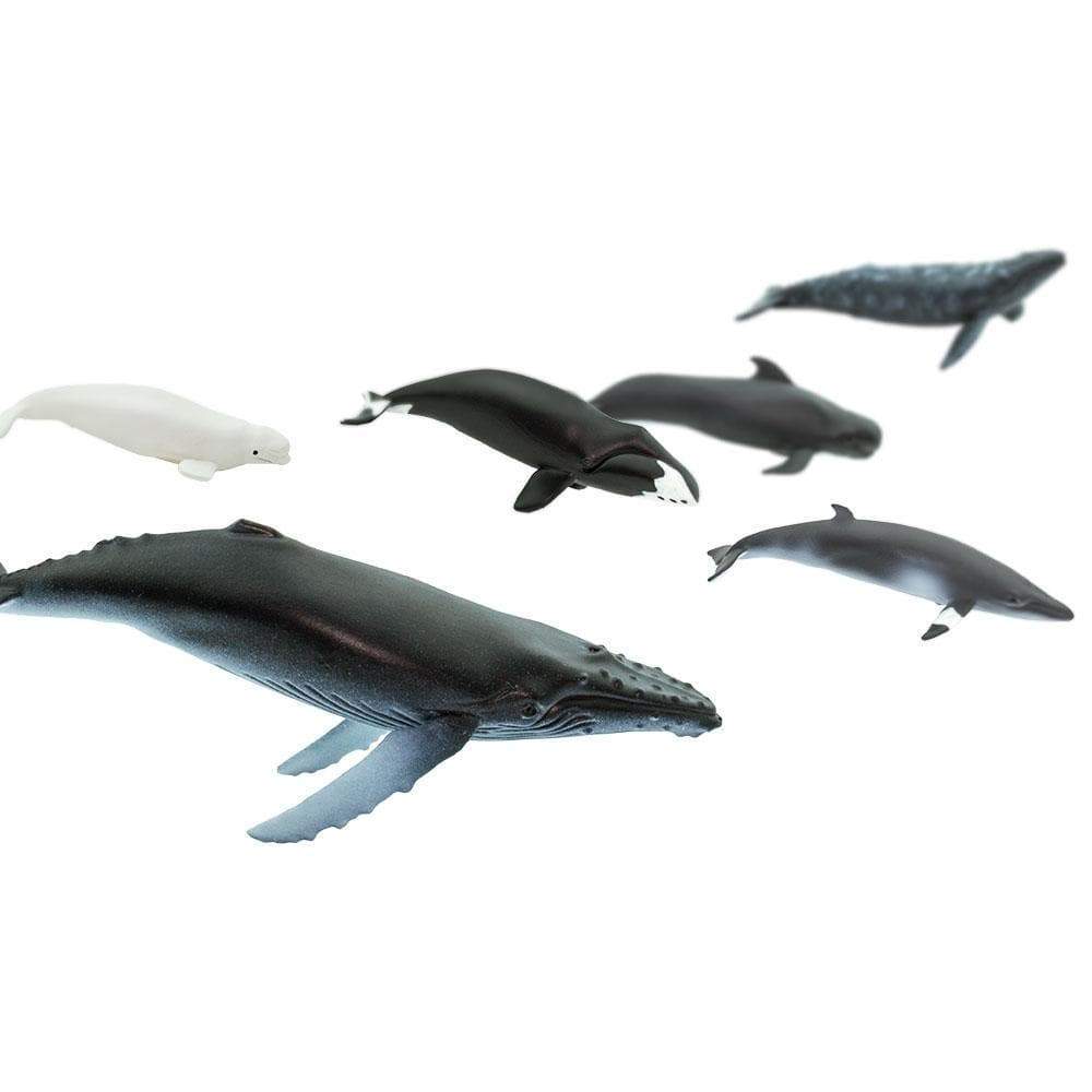 Whale TOOB®
